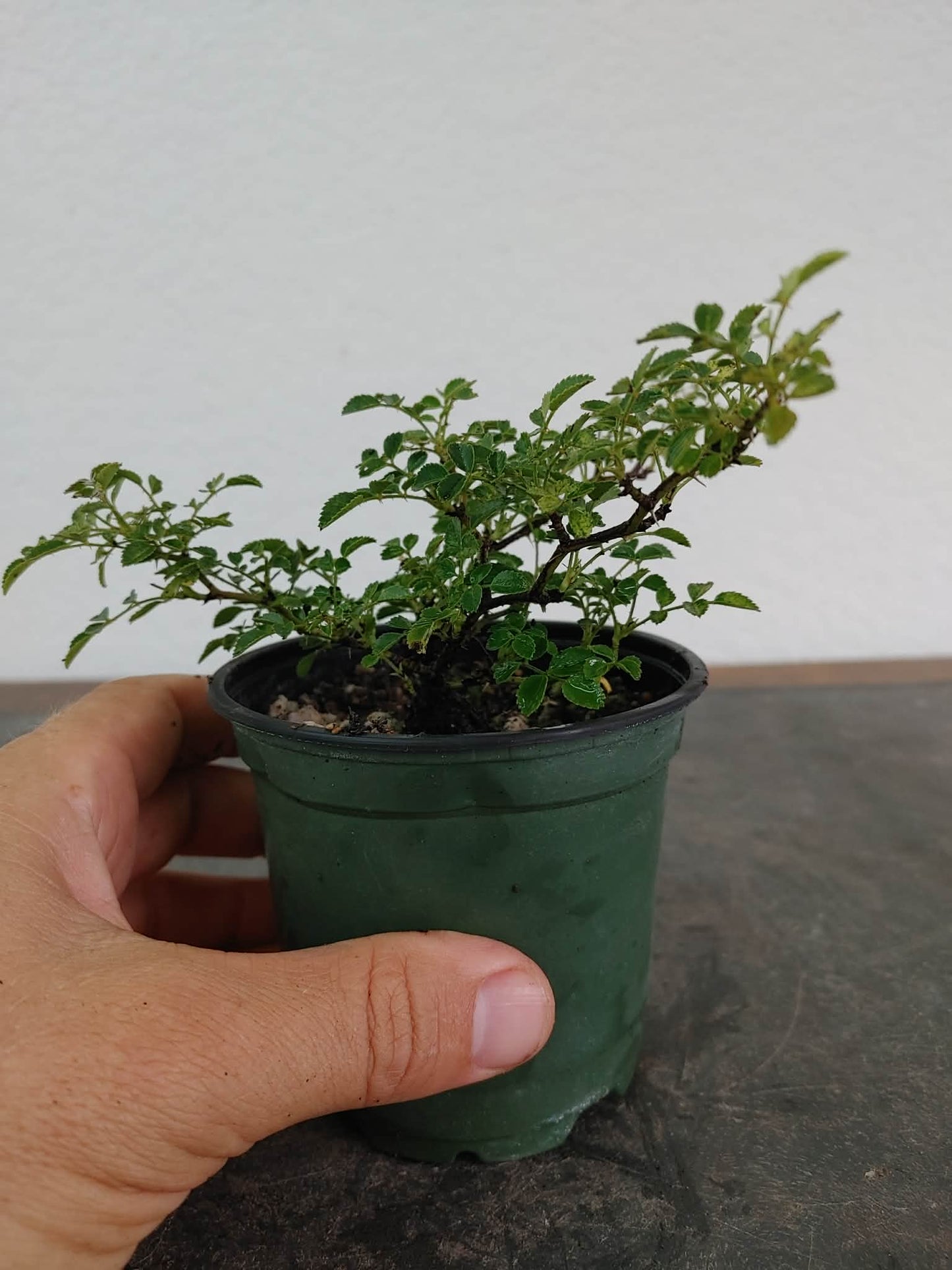 Komachi Dwarf Rose, White Bloom, Rosa komachi