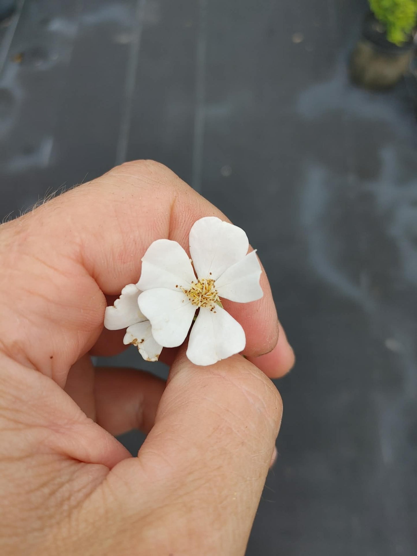 Komachi Dwarf Rose, White Bloom, Rosa komachi