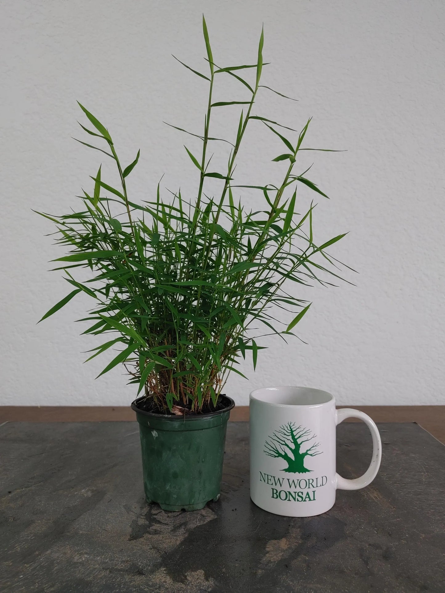Pygmy Bamboo, Pleioblastus pygmaeus, Dwarf Bamboo, Kusamono, Shitakusa