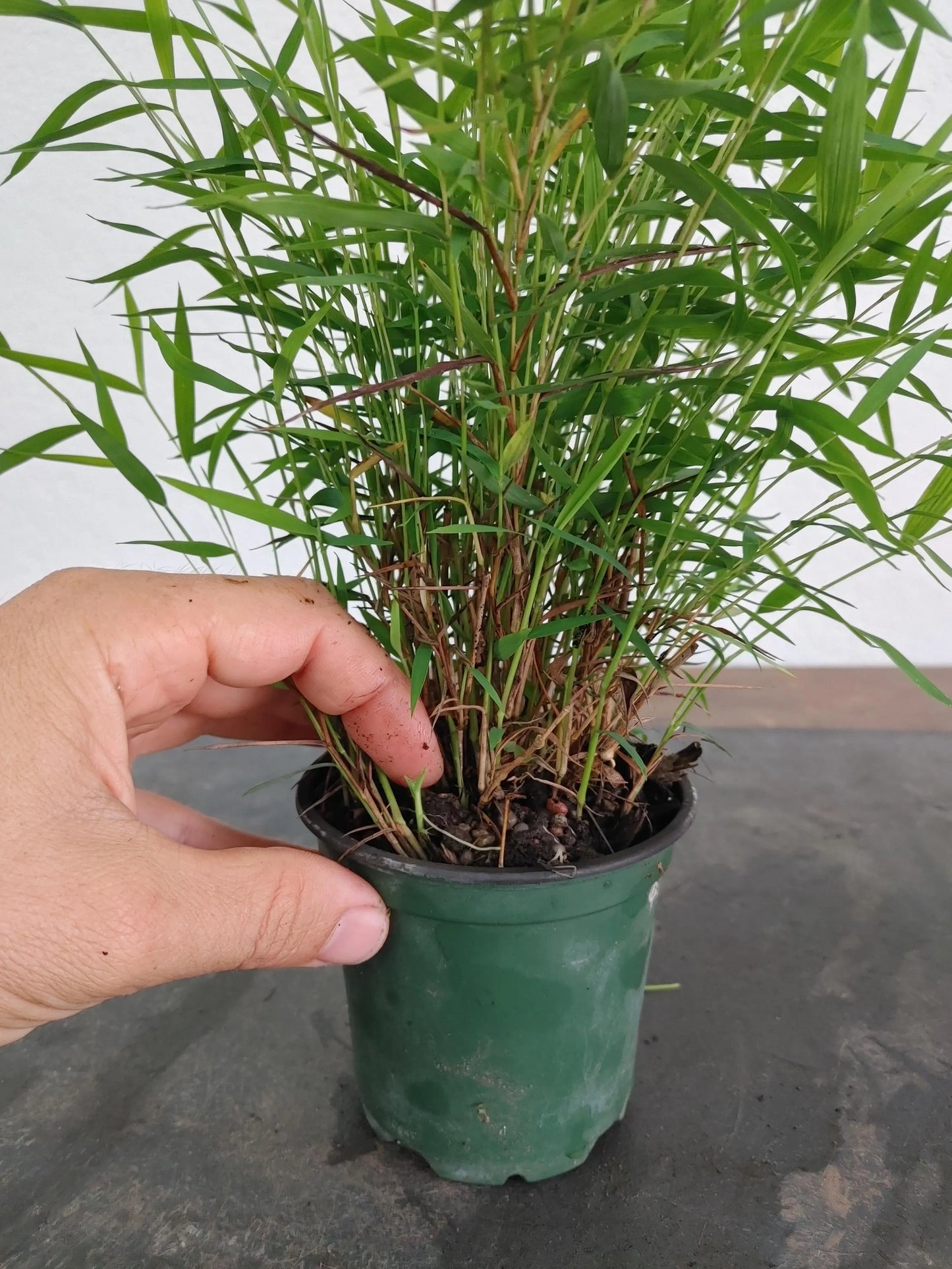 Pygmy Bamboo, Pleioblastus pygmaeus, Dwarf Bamboo, Kusamono, Shitakusa