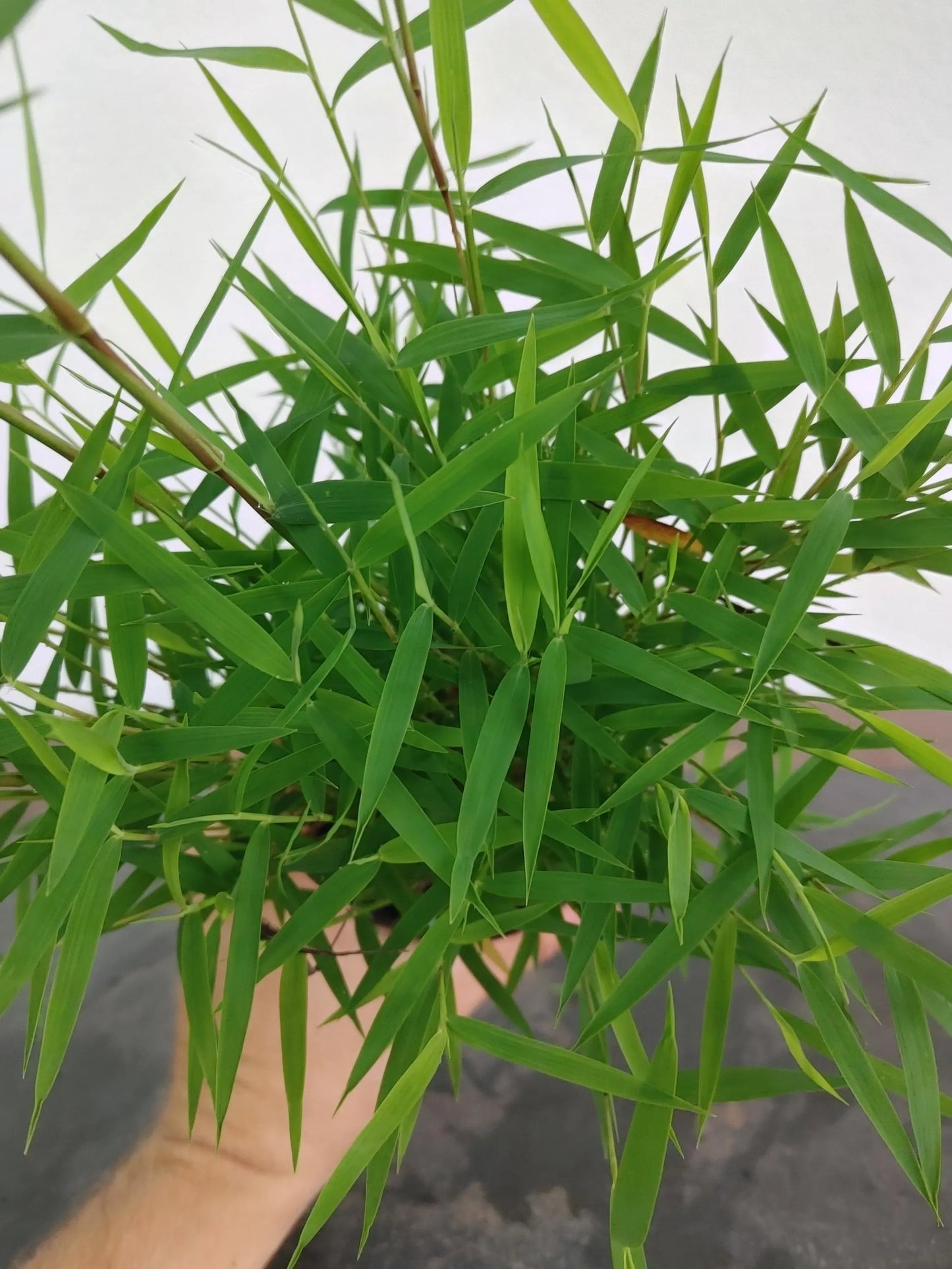 Pygmy Bamboo, Pleioblastus pygmaeus, Dwarf Bamboo, Kusamono, Shitakusa