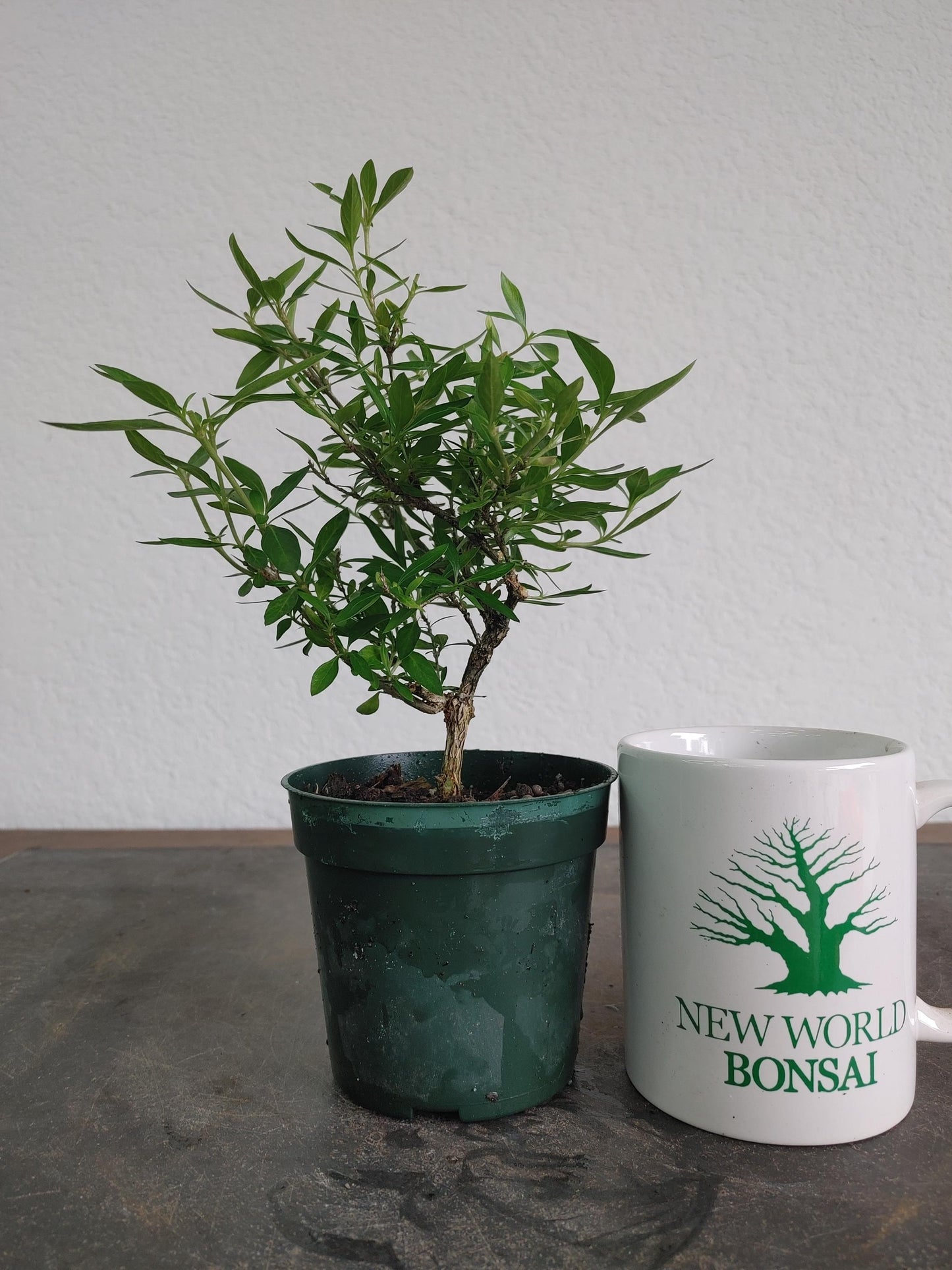 Bonsai, Snow Rose, Tree of a Thousand Stars, Serissa foetida, Abundant Flowers