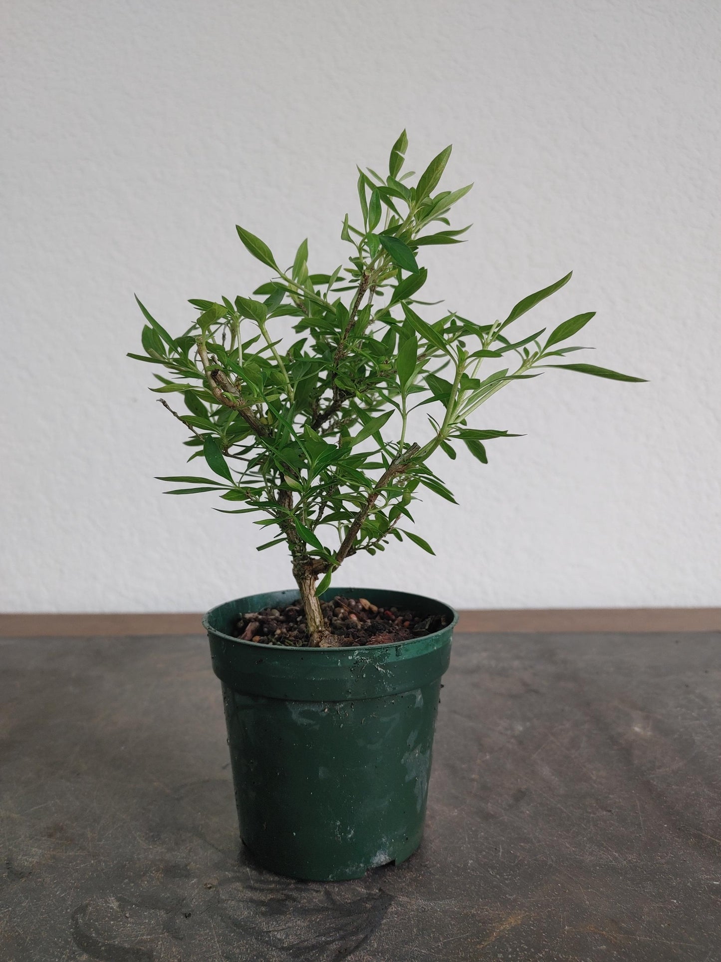 Bonsai, Snow Rose, Tree of a Thousand Stars, Serissa foetida, Abundant Flowers