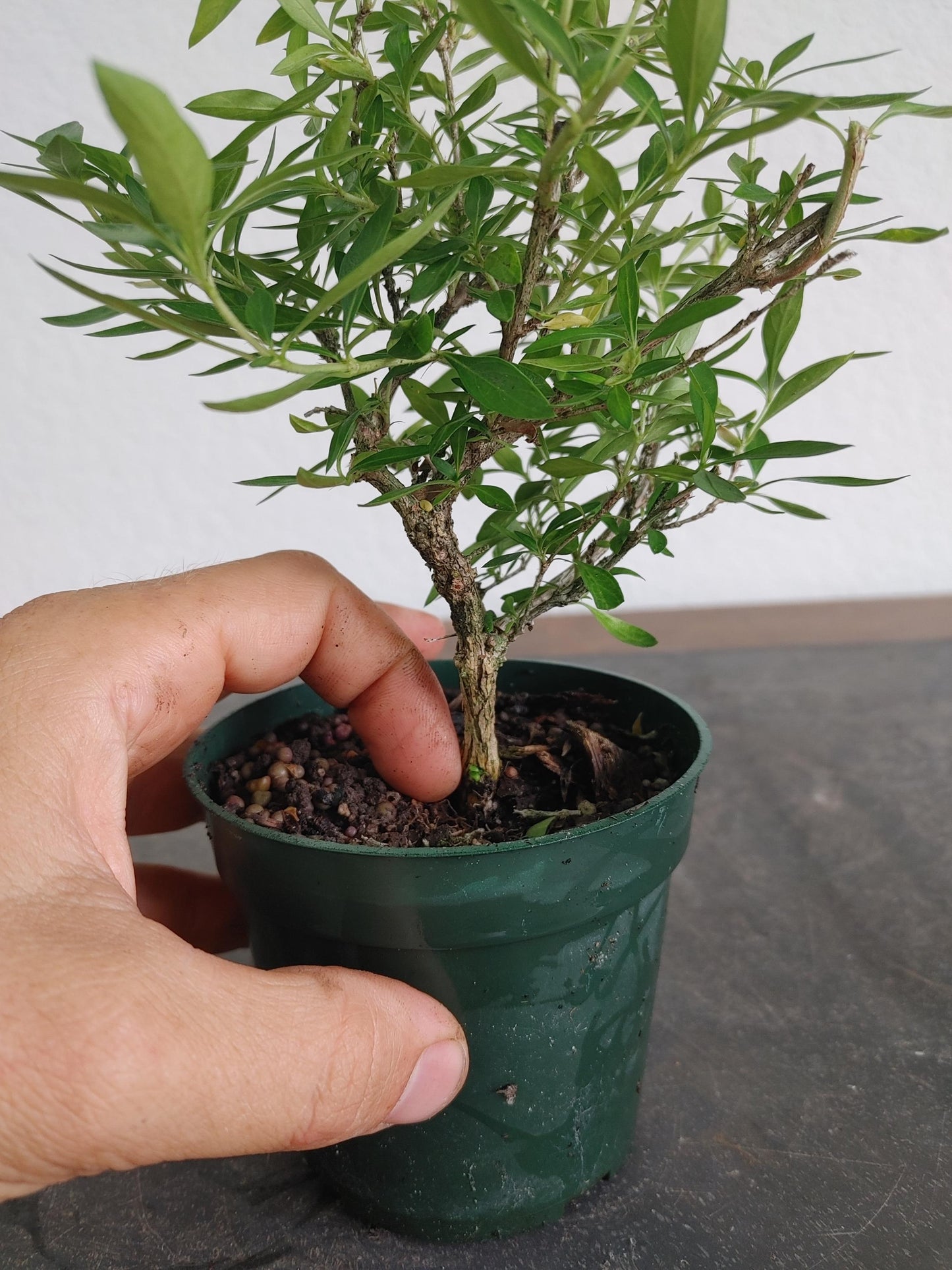 Bonsai, Snow Rose, Tree of a Thousand Stars, Serissa foetida, Abundant Flowers