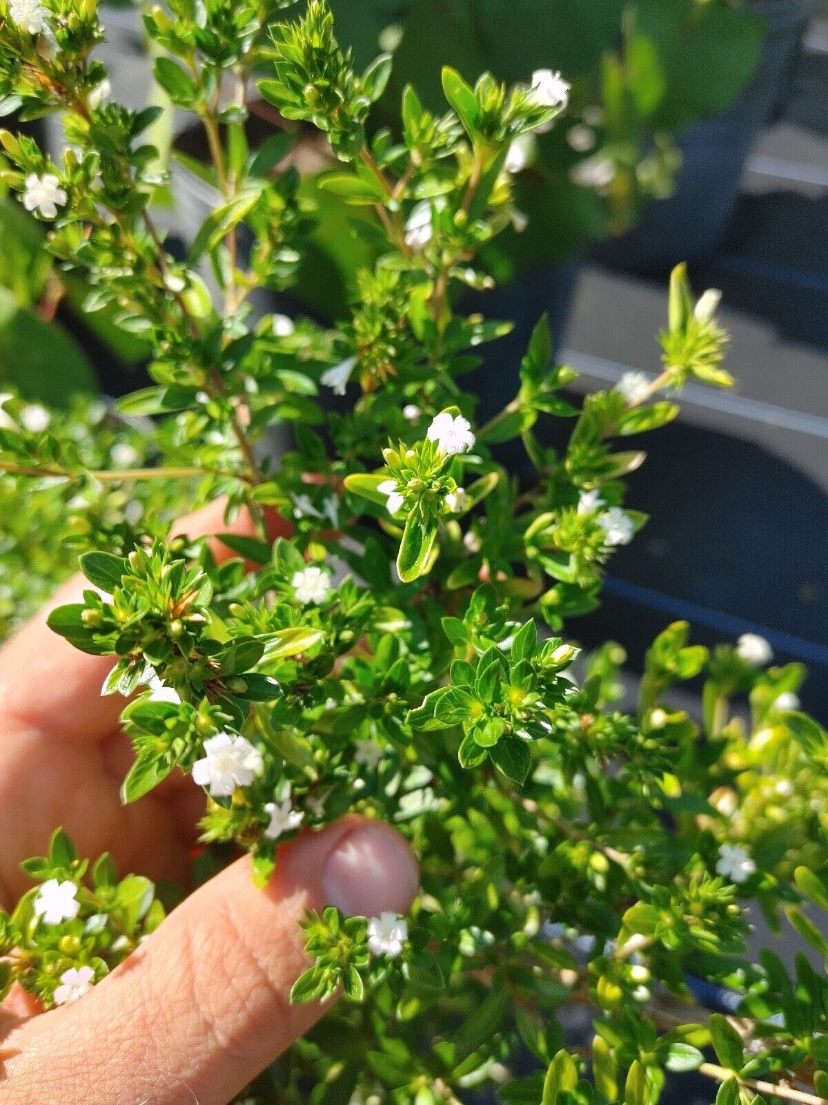 Bonsai, Snow Rose, Tree of a Thousand Stars, Serissa foetida, Abundant Flowers