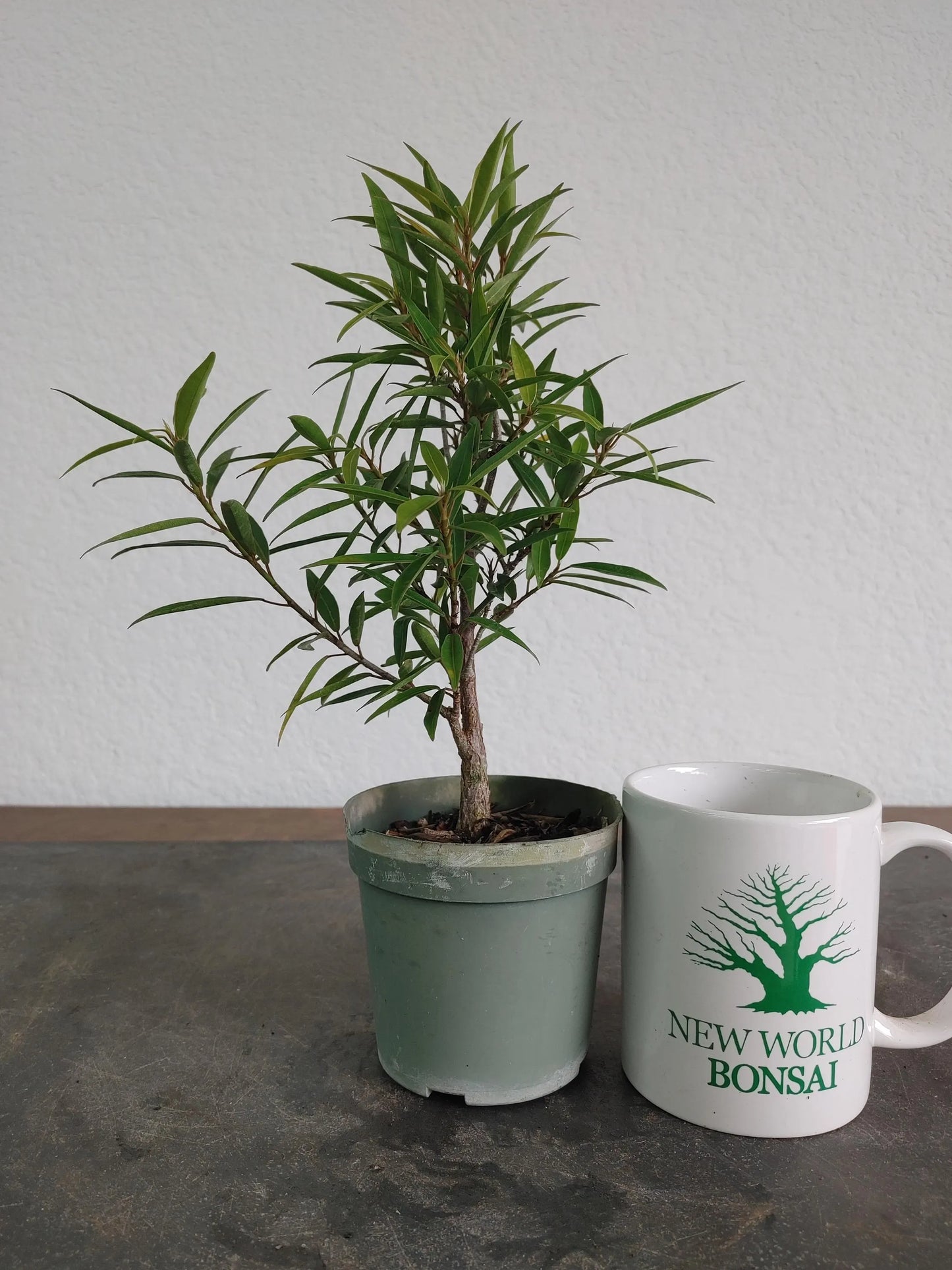 Bonsai Tree, Willow Leaf Ficus, Great Beginner Bonsai, Indoor, Tropical Species, Live Bonsai