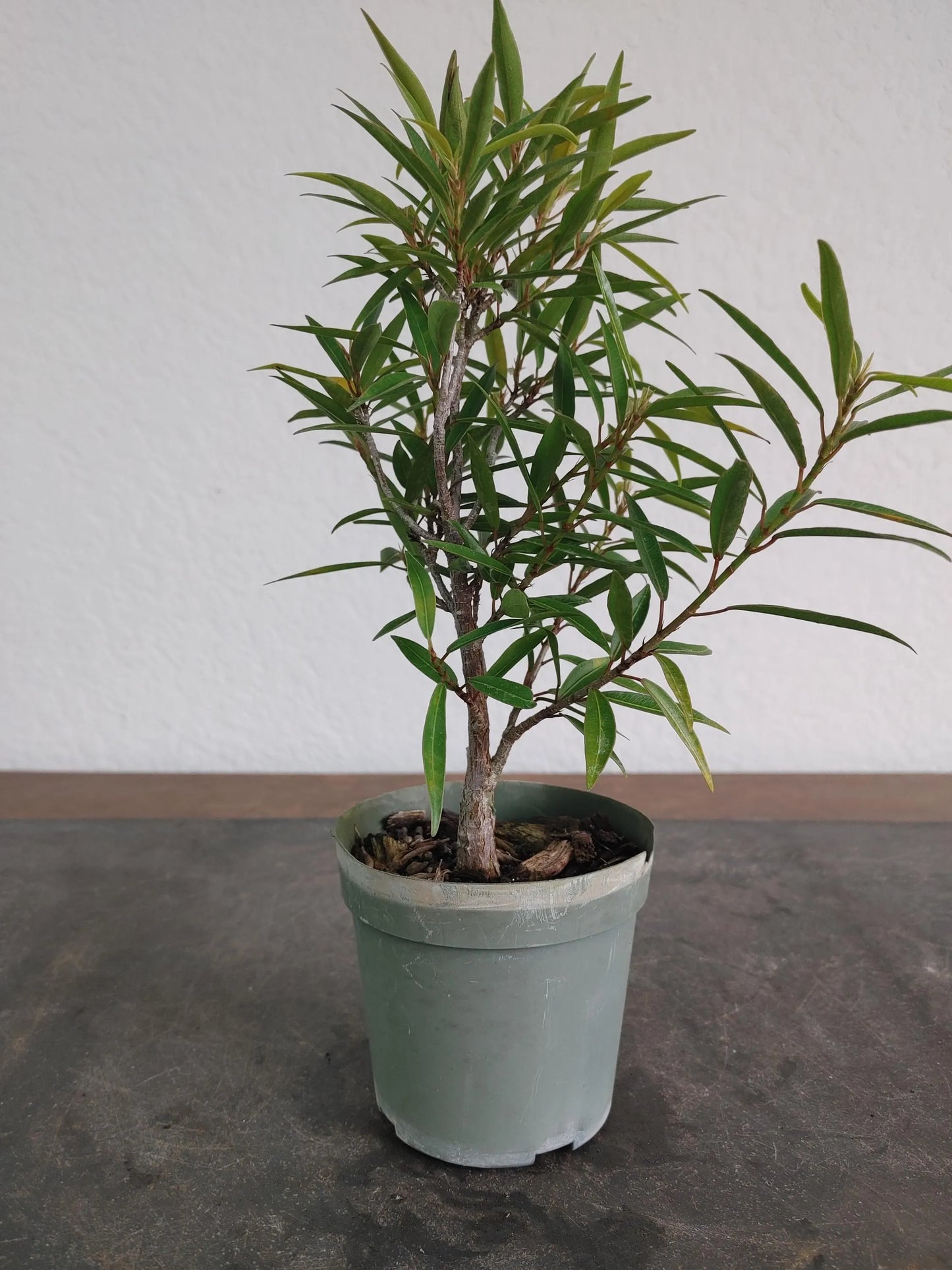 Bonsai Tree, Willow Leaf Ficus, Great Beginner Bonsai, Indoor, Tropical Species, Live Bonsai
